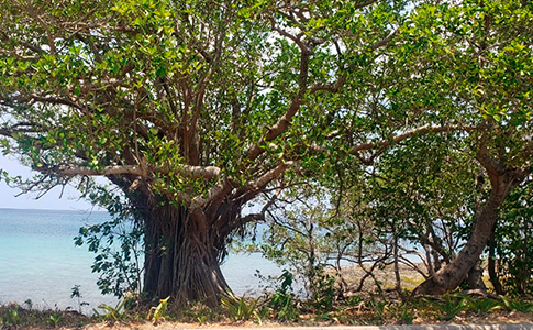 ARBOLES.LLUVIAS.REVISION.jpg