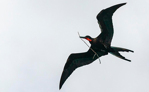 AVES.MARINA.VUELVEN.PROVIDENCIA.jpg