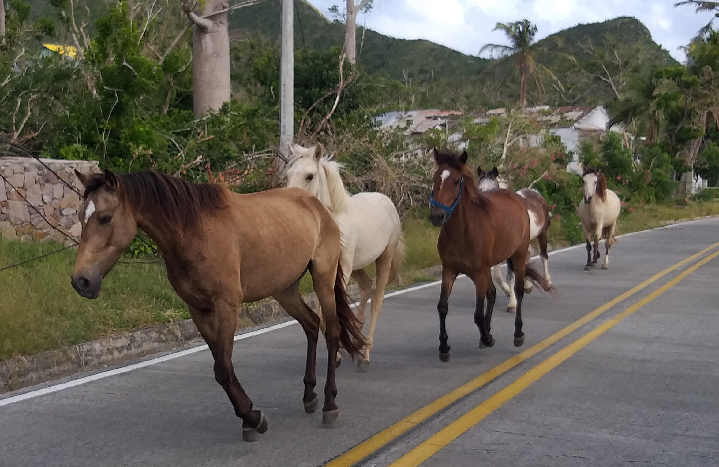 CABALLOS.PROVIDENCIA.CALLE.jpg