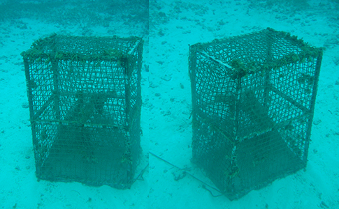 DANO.LITTLE.REEF02.jpg