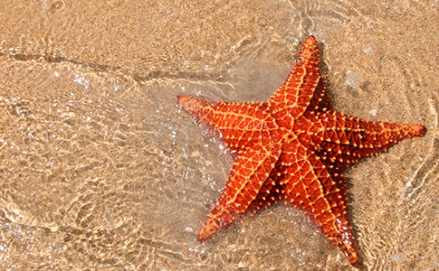 ESTRELLA.MAR.EDITORIAL.jpg