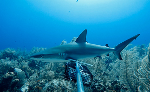 SUPERVIVENCIA.TIBURONES02.jpg