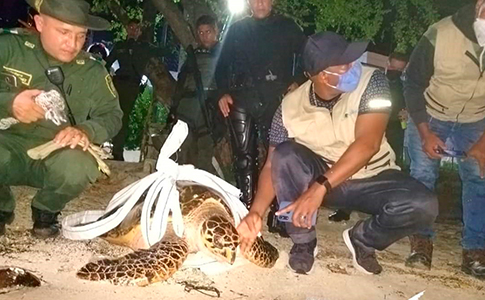 TORTUGA.CURADA.SALVADA.jpg