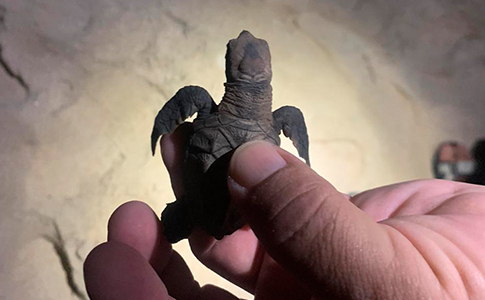 TORTUGA.NACIDA.jpg