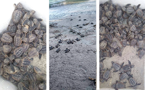 TORTUGAS.COLLAGE.jpg