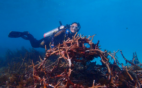 a.corales.restauracion.jpg