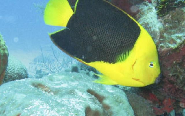 pez.amarillo.submarina.jpeg