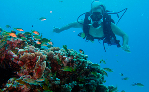 plan.seaflower.buso.jpg