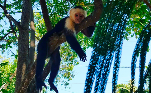 primate.providencia.jpg