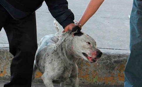 MALTRATO.ANIMAL