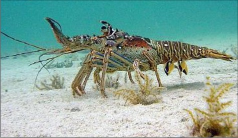 LANGOSTA